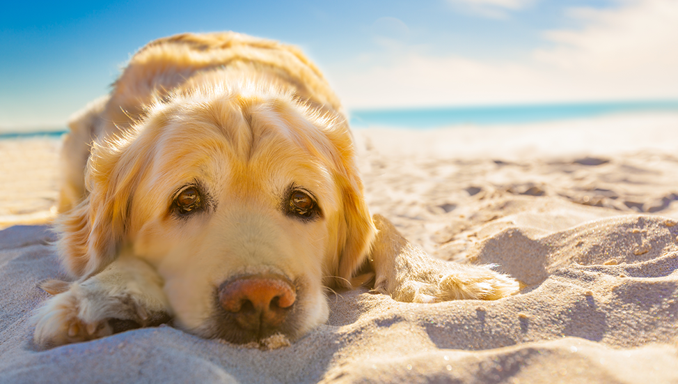 Summer Safety Tips for Pets